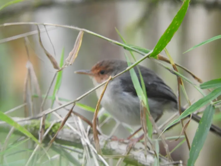 File:Prinia molleri 9787879.jpg