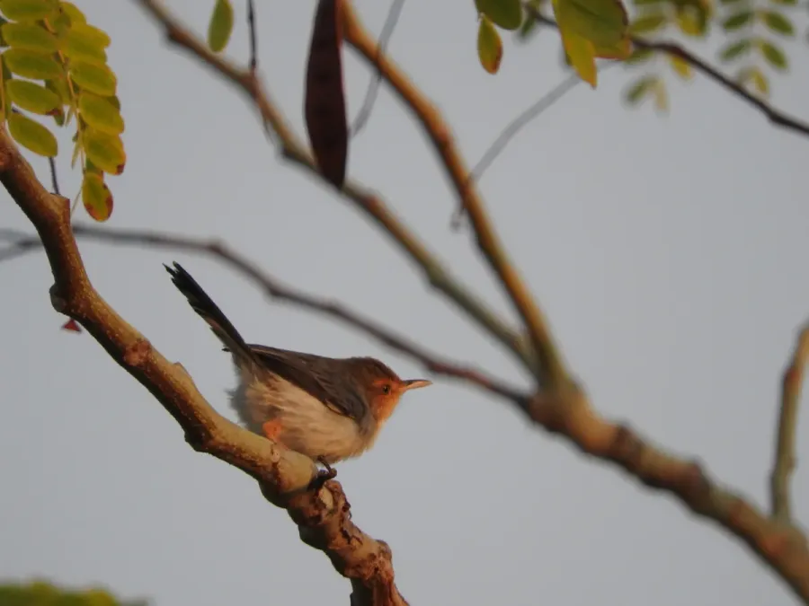 File:Prinia molleri 9711856.jpg