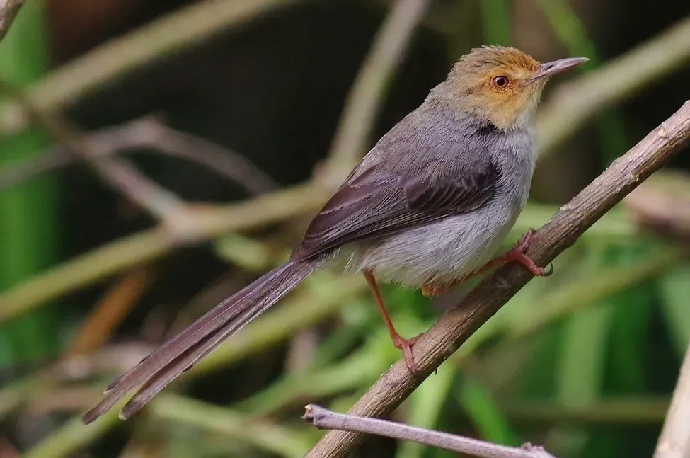 File:Prinia molleri 13080432 (cropped).jpg