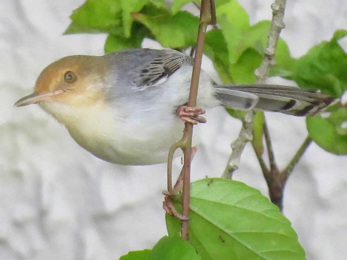 File:Prinia molleri 65405721 (cropped).jpg