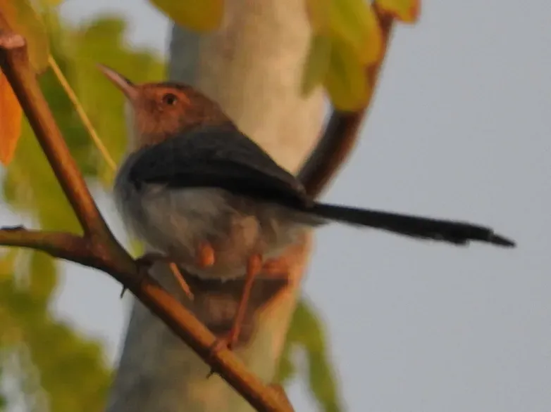 File:Prinia molleri 9711829 (cropped).jpg