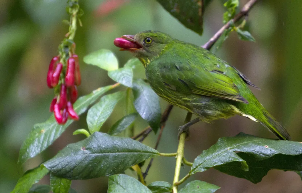 File:Masked fruiteater (Pipreola pulchra) photographed by devon pike in peru in 2011 (cropped).jpg