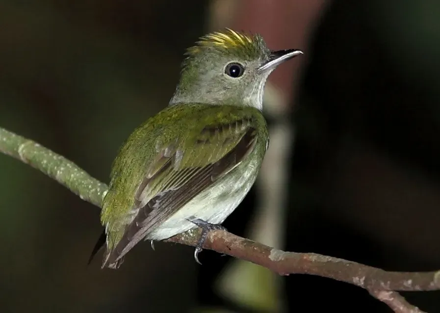 File:Tyranneutes virescens - Tiny tyrant Manakin (cropped).JPG