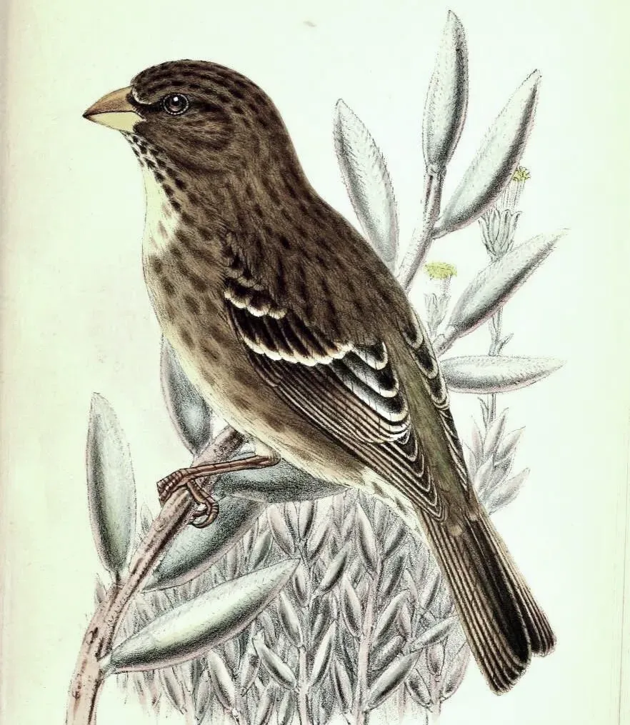 File:CrithagraLeucopteraHart (cropped-greyer).jpg