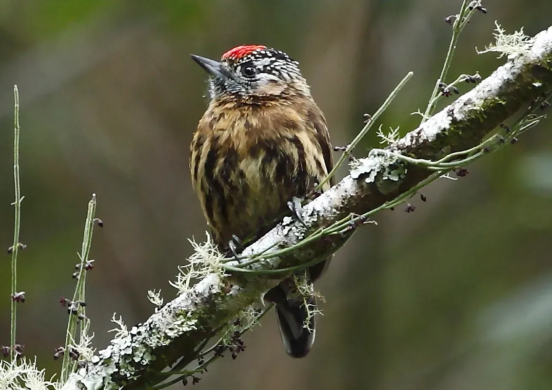 File:Picumnus nebulosus - Mottled piculet (cropped).JPG