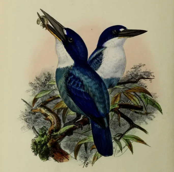 File:Todiramphus lazuli by John Gerrard Keulemans (cropped).jpg