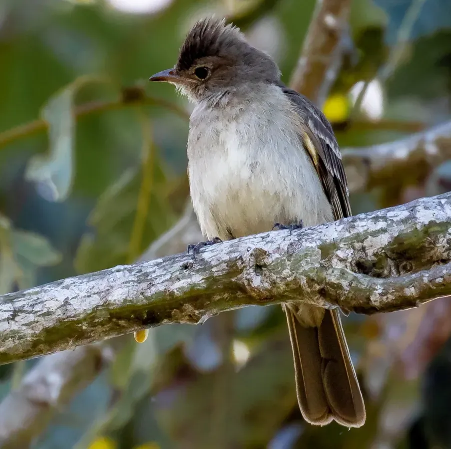 File:Elaenia pelzelni - Brownish elaenia, Iranduba, Amazonas, Brazil (cropped).jpg