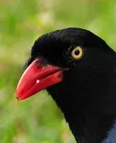 File:Urocissa caerulea (cropped).jpg
