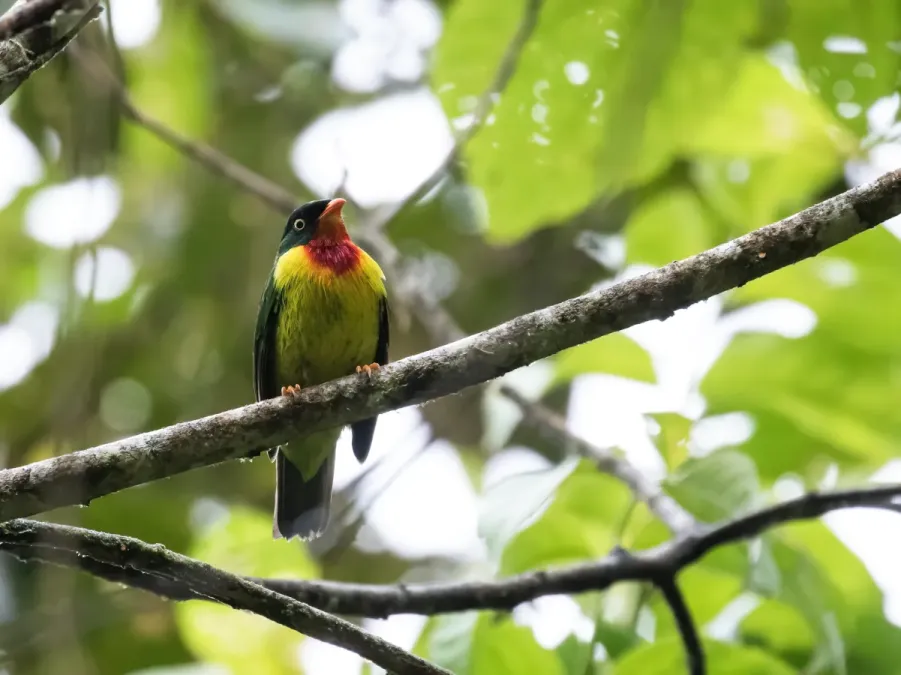 File:Pipreola frontalis - Scarlet-breasted Fruiteater.jpg