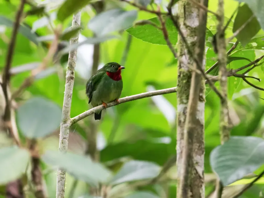 File:Pipreola chlorolepidota - Fiery-throated Fruiteater - male.jpg