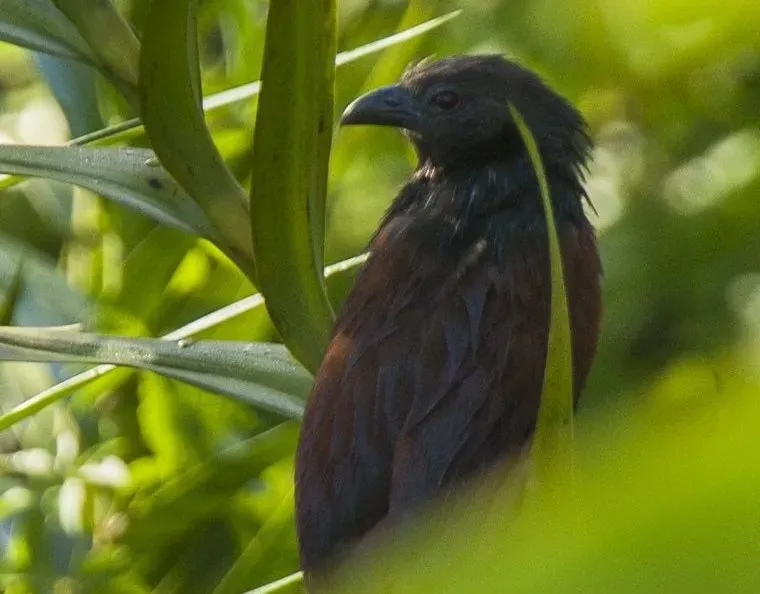 File:Centropus viridis (cropped).jpg