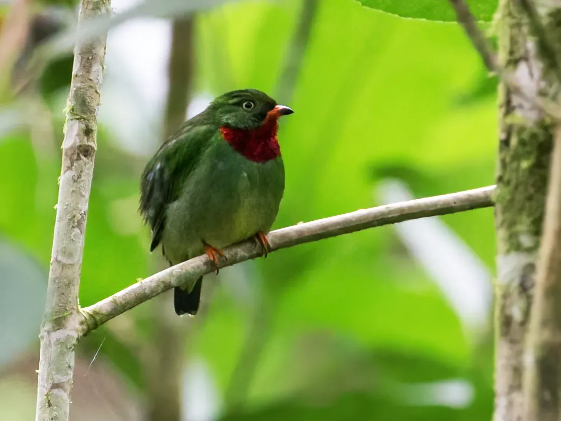 File:Pipreola chlorolepidota - Fiery-throated Fruiteater - male (cropped).jpg