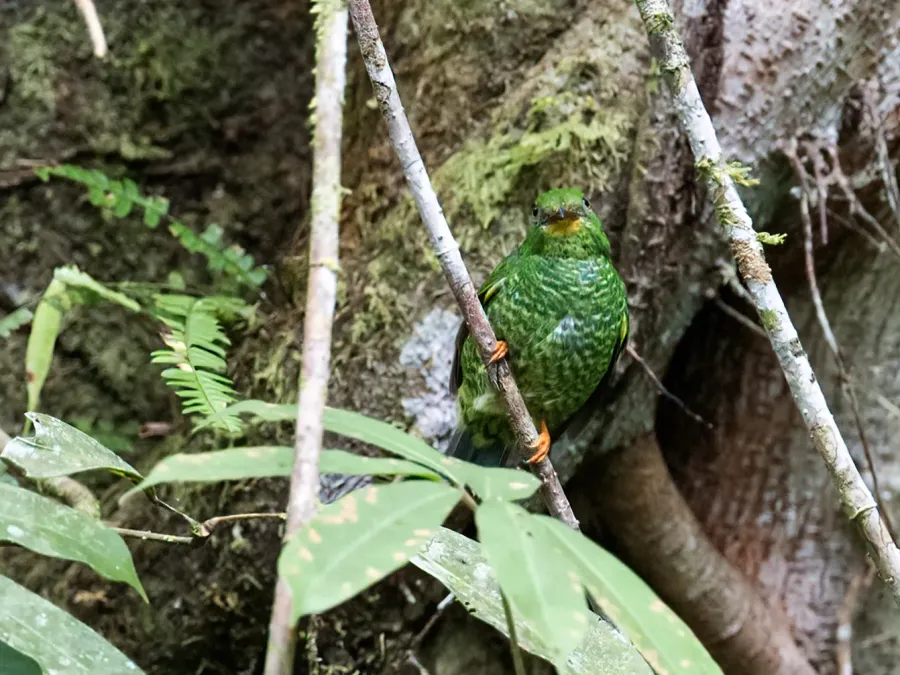 File:Pipreola chlorolepidota - Fiery-throated Fruiteater - female (cropped).jpg