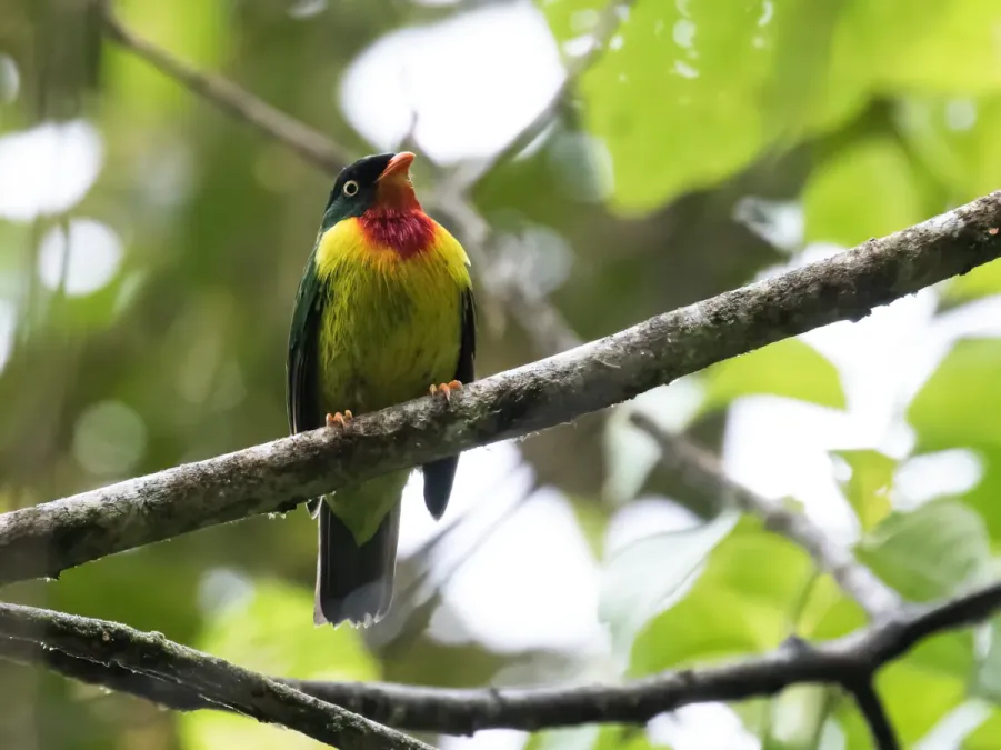 File:Pipreola frontalis - Scarlet-breasted Fruiteater (cropped).jpg