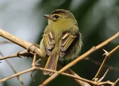 File:Ramphotrigon megacephalum - Large-headed Flatbill (cropped).jpg