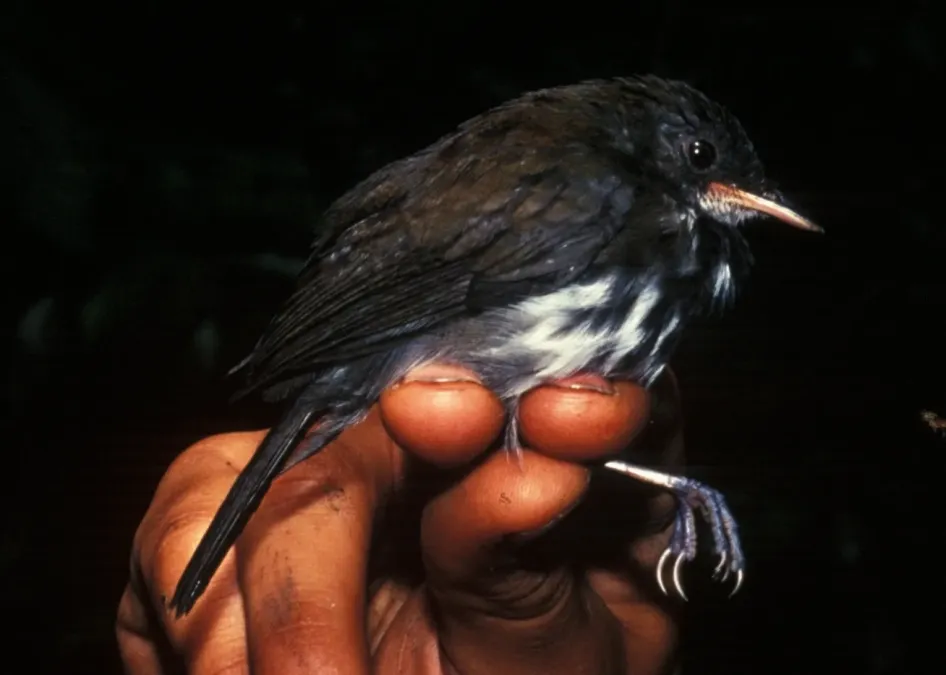 File:Corythopis torquatus (cropped).jpg