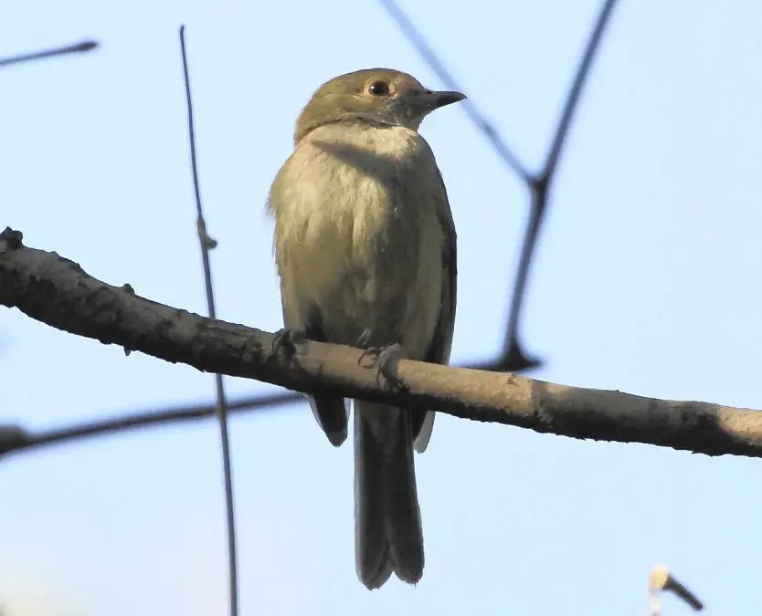 File:Neopelma pallescens - Pale-bellied tyrant-manakin (cropped).JPG
