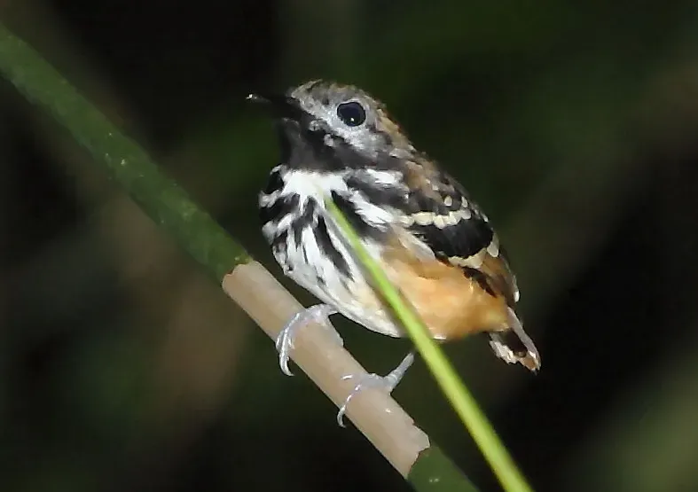 File:Hylophylax punctulatus - Dot-backed Antbird (male) (cropped).JPG