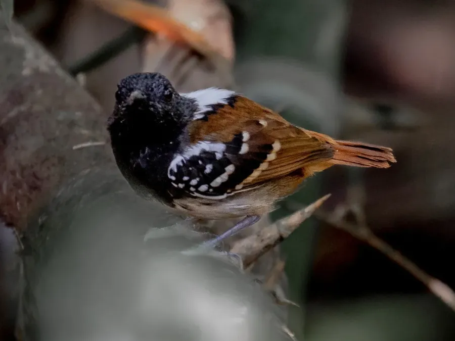 File:Sciaphylax hemimelaena1 (cropped).jpg