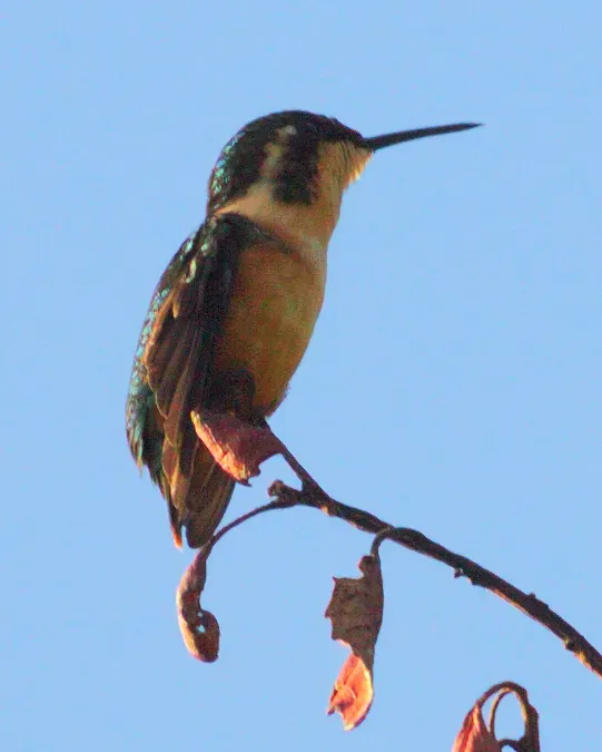 File:Chaetocercus astreans female.jpg