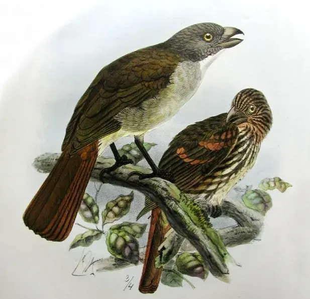 File:Turnagra capensis (cropped).jpg