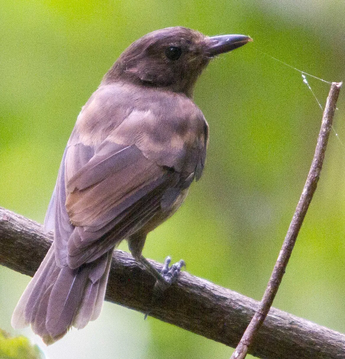 File:Morningbird Colluricincla tenebrosa photographed in Palau in 2013 by Devon Pike (cropped).jpg