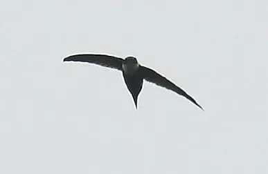 File:Panyptila cayennensis -NW Ecuador-4 (cropped).jpg