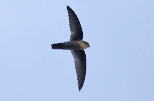 File:Uniform Swiftlet (Aerodramus vanikorensis) (cropped).jpg