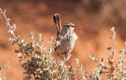 File:Calamanthus campestris (cropped2).jpg