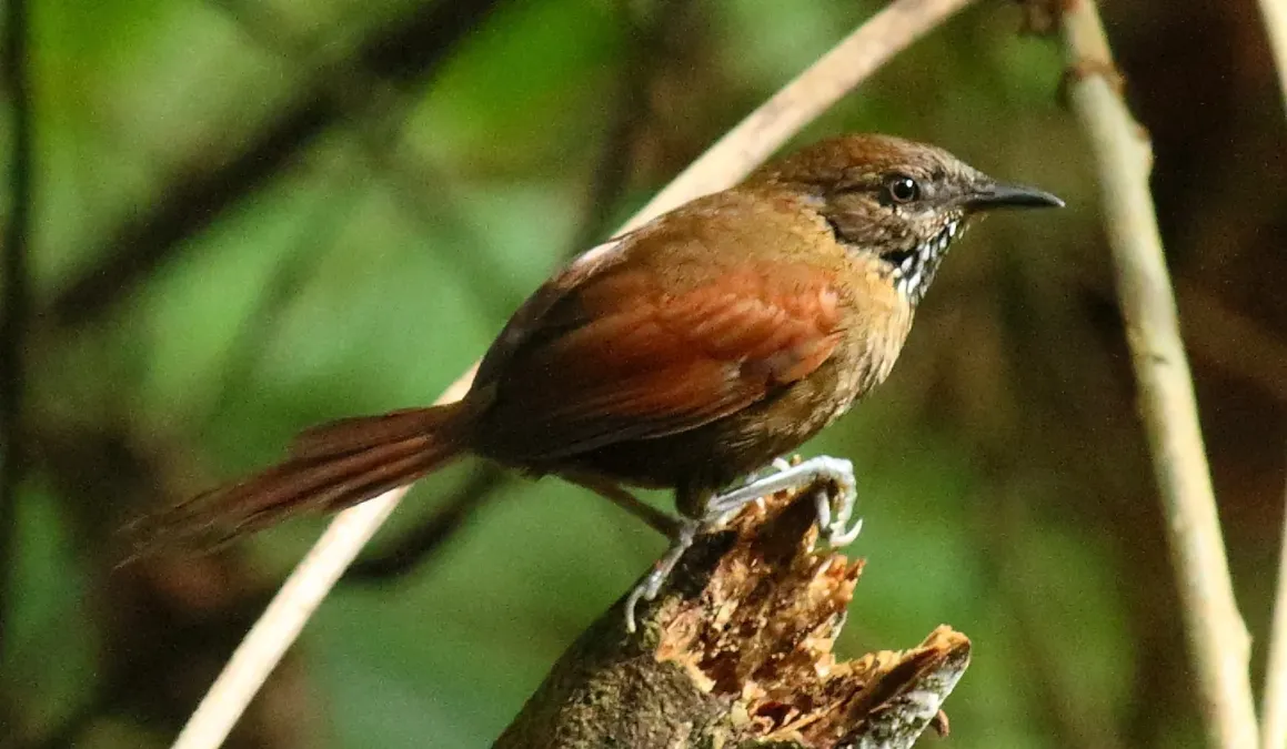 File:Stripe-breasted Spinetail (Synallaxis cinnamomea) (cropped).jpg