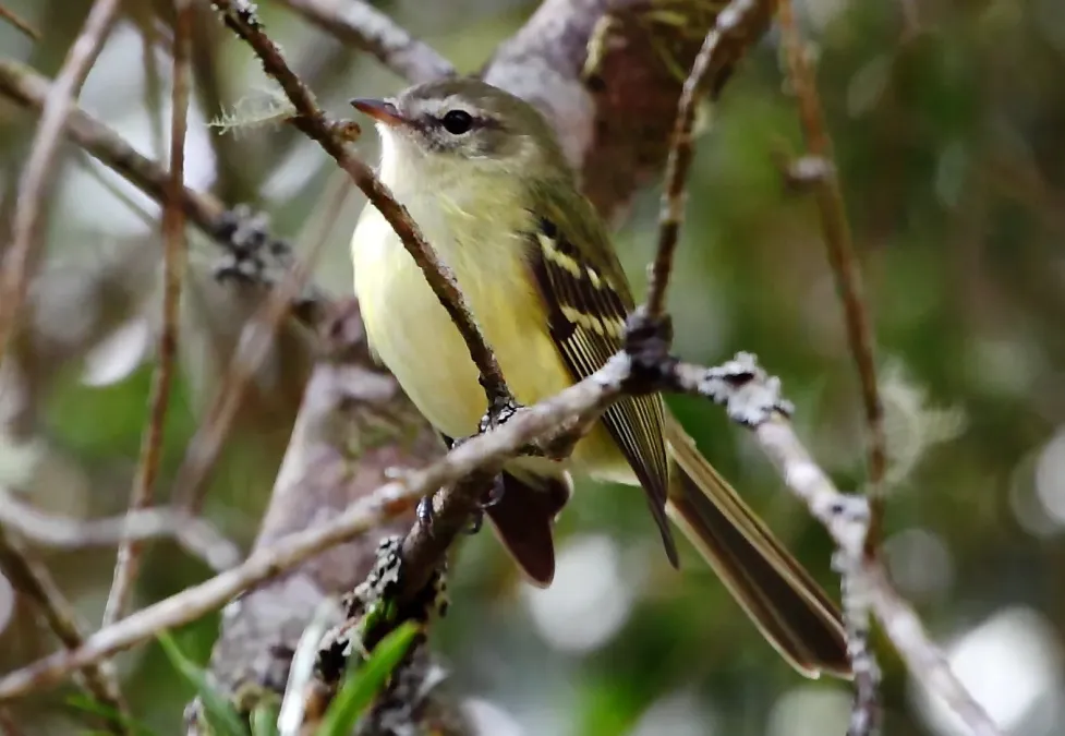 File:Phyllomyias virescens - Greenish Tyrannulet (cropped).JPG