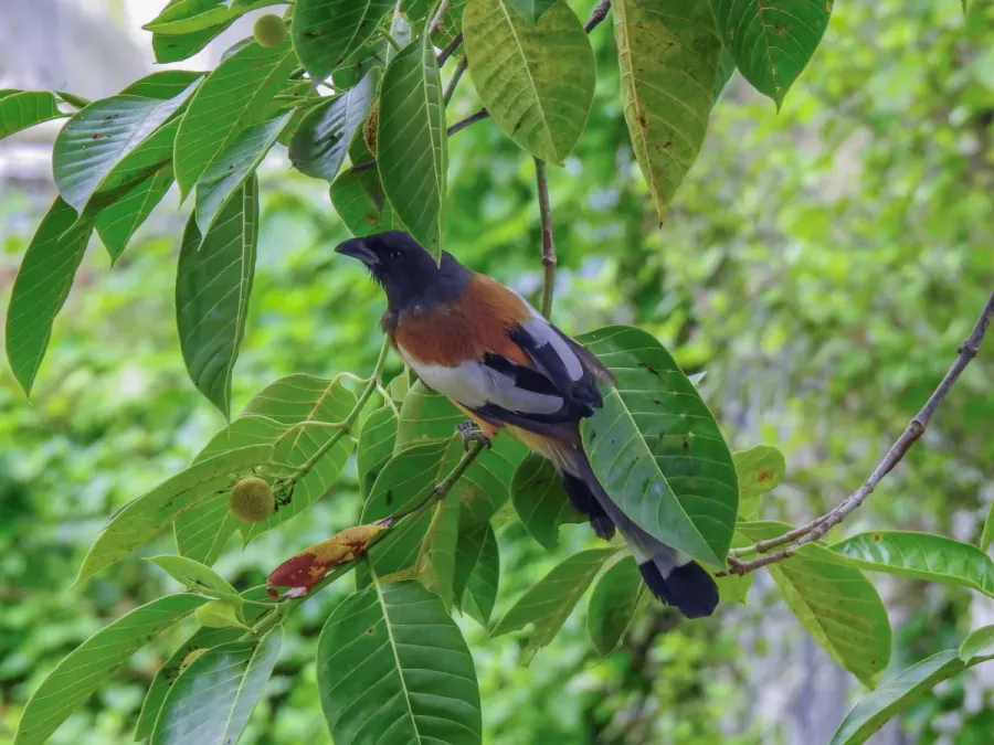 File:Rufous treepie (Dendrocitta vagabunda) 02.jpg