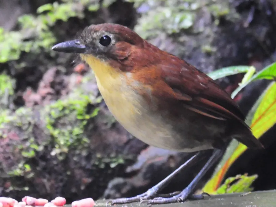File:Grallaria flavotincta -Mindo, Ecuador-8 (3) (cropped).jpg