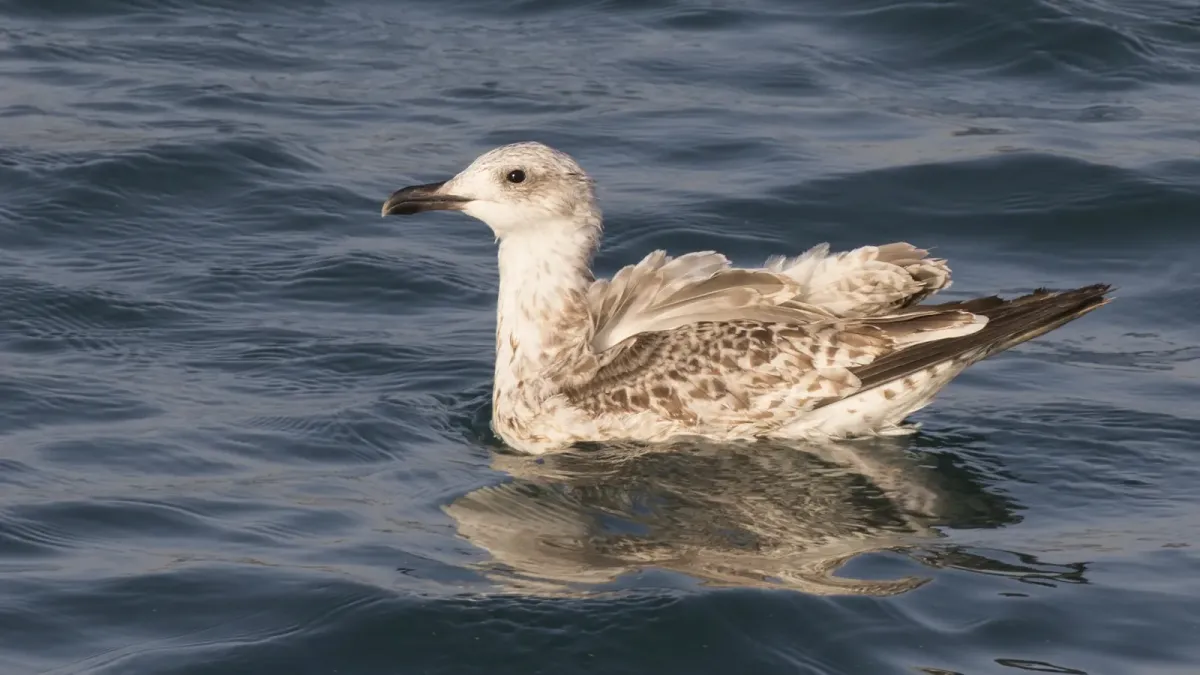 File:Larus armenicus - Armenian gull 03.jpg