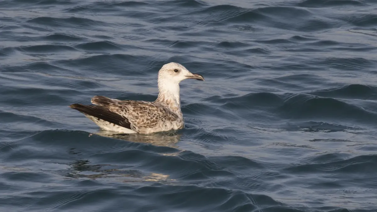File:Larus armenicus - Armenian gull 02.jpg