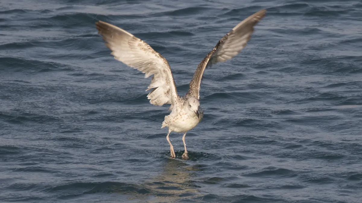 File:Larus armenicus - Armenian gull 01.jpg