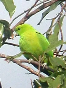 File:Green Raquet-tail Prioniturus luconensis (16497661626) (cropped).jpg