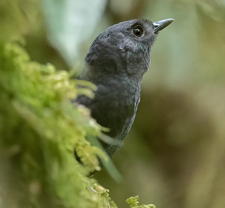 File:Scytalopus alvarezlopezi - Tatama Tapaculo; Tatama Reserve, Pueblo Rico, Risaralda, Colombia (cropped).jpg