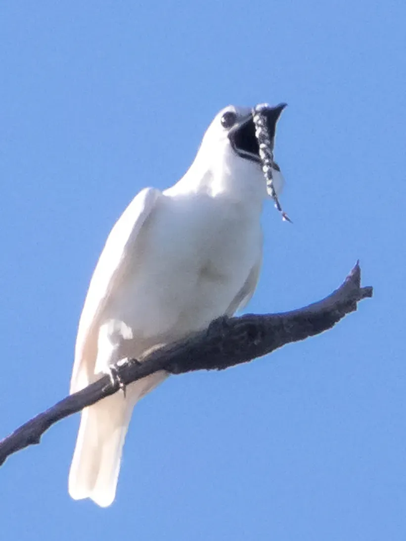 File:White Bellbird-Araponga-da-amazônia-Campanero blanco (Procnias albus) male (cropped).jpg