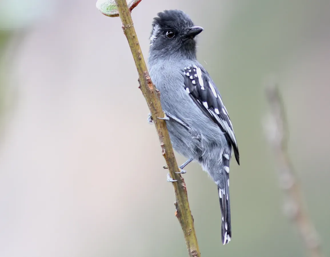File:Thamnophilus insignis Macho.jpg