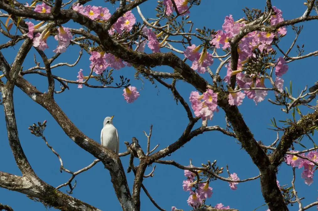 File:Carpodectes antoniae - Yellow-billed Cotinga; Puerto Jiménez, Puntarenas, Costa Rica.jpg