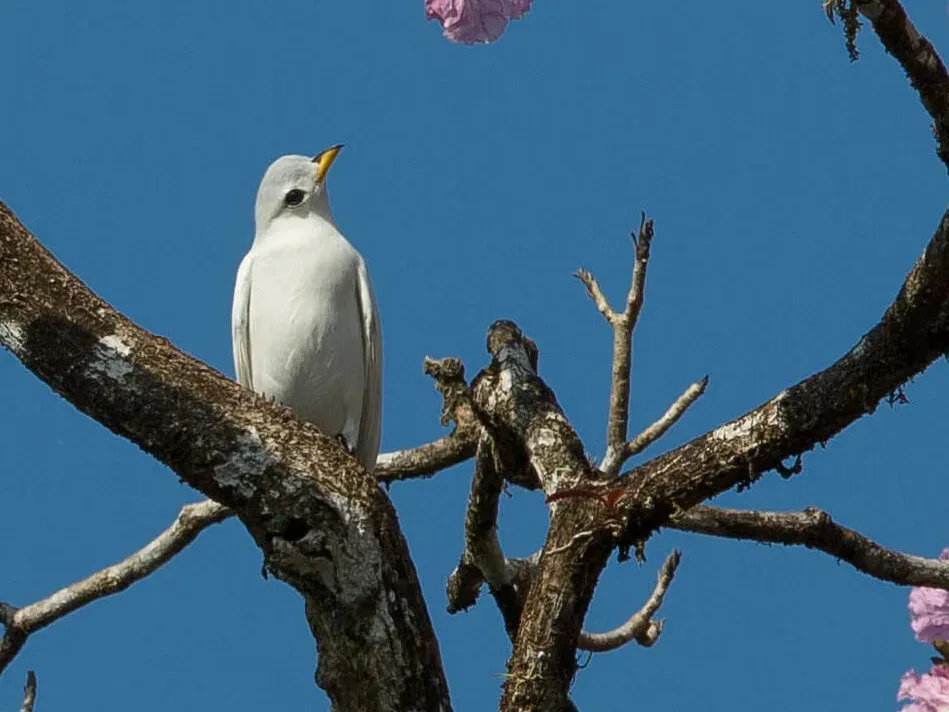 File:Carpodectes antoniae - Yellow-billed Cotinga; Puerto Jiménez, Puntarenas, Costa Rica (cropped).jpg