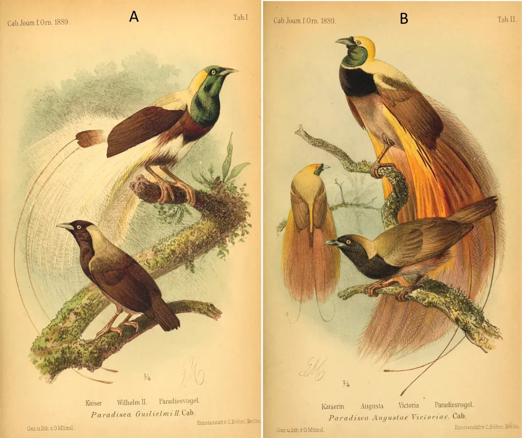 File:Paradisaea guilielmi and Paradisaea raggiana augustaevictoriae (10.3897-zse.94.25139) Figure 2.jpg