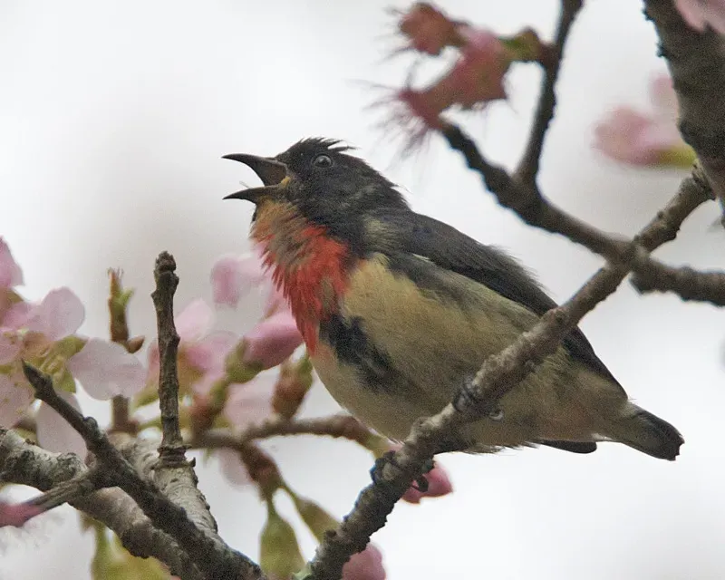 File:Dicaeum sanguinolentum 1.jpg