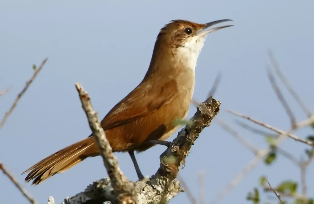File:Tarphonomus certhioides - Chaco earthcreeper (cropped).jpg