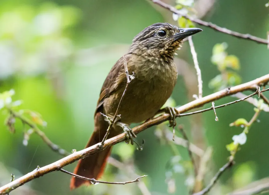File:Thripadectes melanorhynchus - Black-billed Treehunter (cropped).jpg
