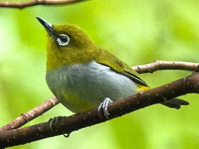 File:Hume's white-eye (Zosterops auriventer), Malaysia (19714680732) cropped.jpg