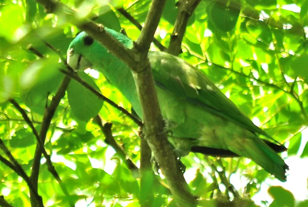 File:Blue-headed Racquet-tail Prioniturus platenae (cropped).jpg