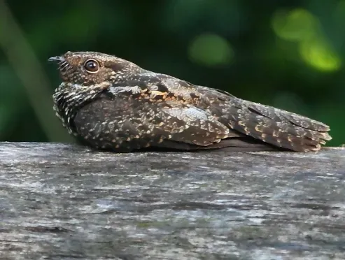 File:(Hydropsalis nigrescens) or (Nyctipolus nigrescens) - Blackish Nightjar (cropped).jpg