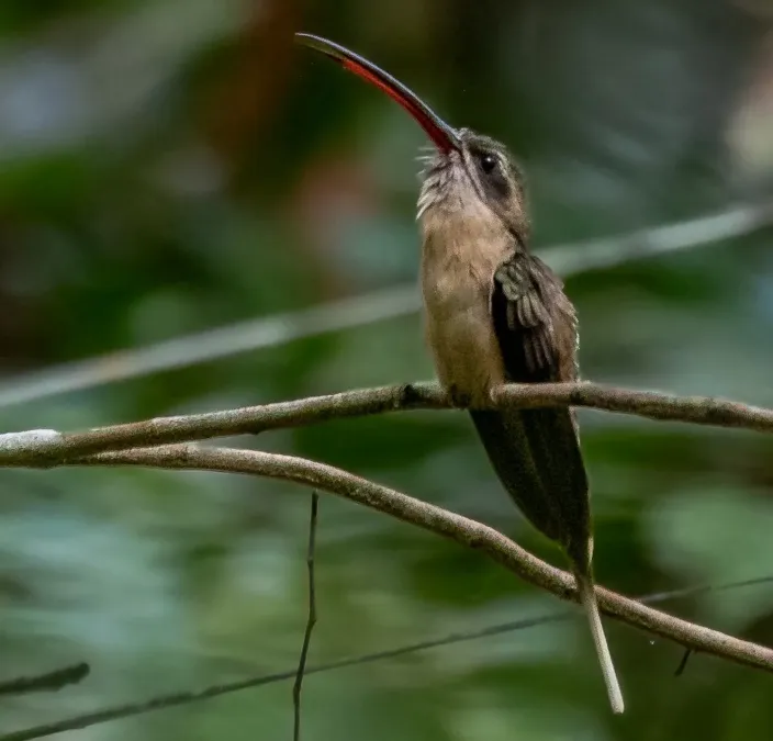 File:Phaethornis malaris - Great-billed Hermit; Serra do Divisor Nationa Park, Acre, Brazil (cropped).jpg